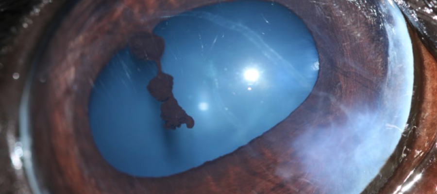 image of horse's eye with medical condition