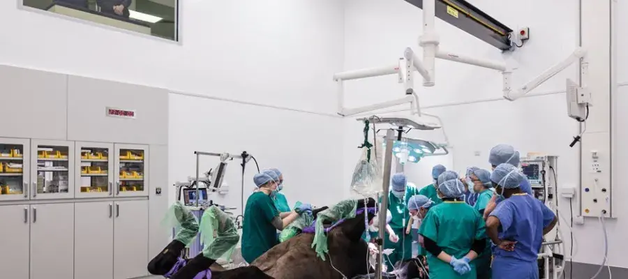 Equine surgery