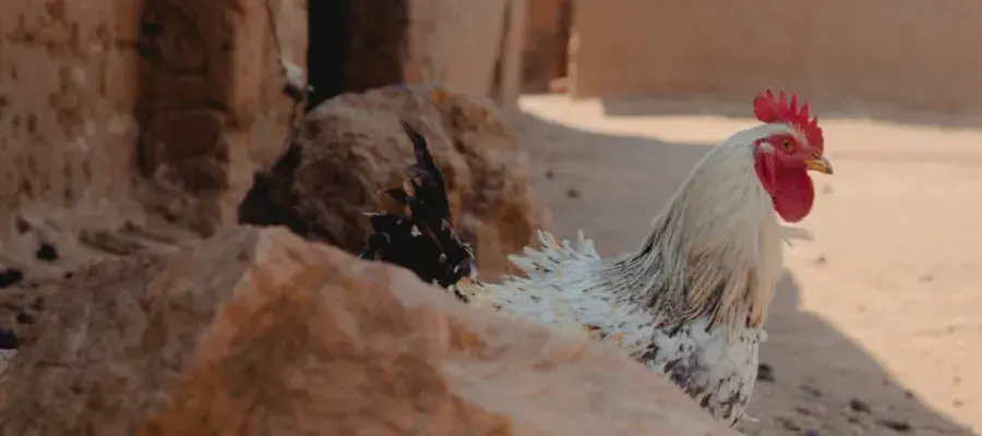 Indigenous Ethiopian chicken 