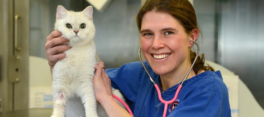 A vet treating a cat