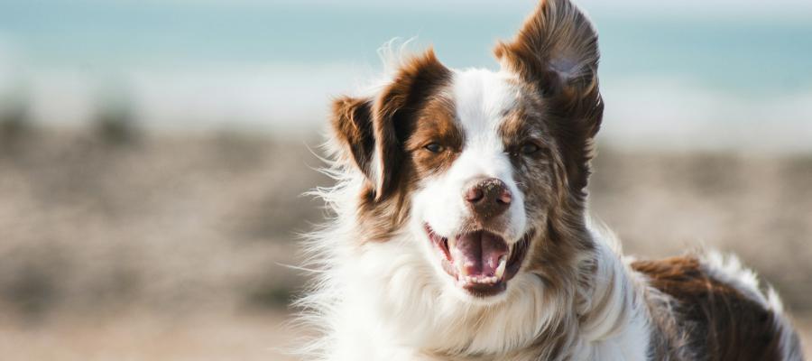 Happy dog on the beach