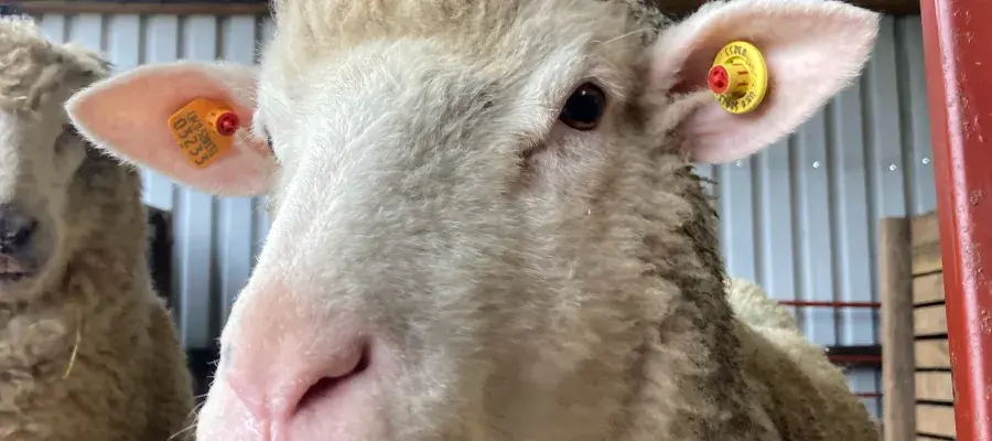 A poll Dorset sheep stands by a gate in an indoors sheep pen.