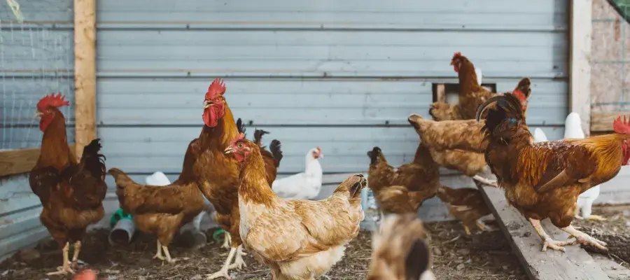 Flock of free range chickens