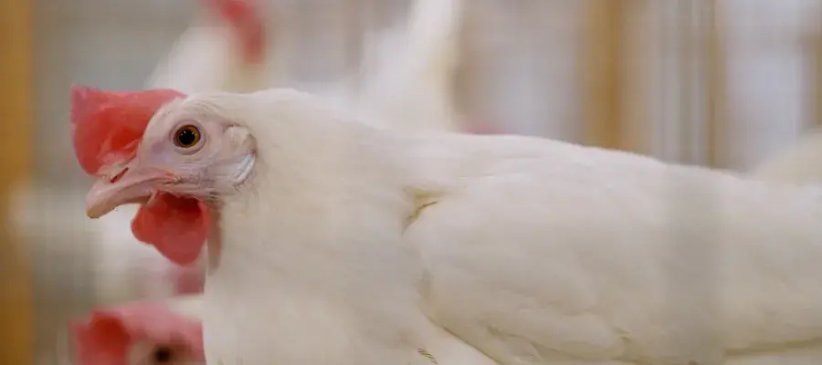 flu resilient chickens