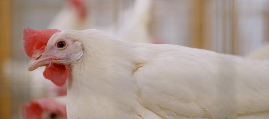flu resilient chickens
