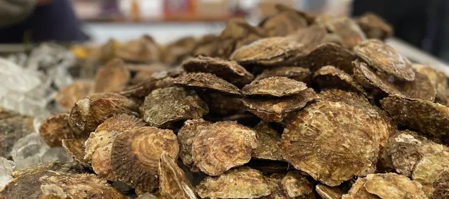 A small pile of oysters