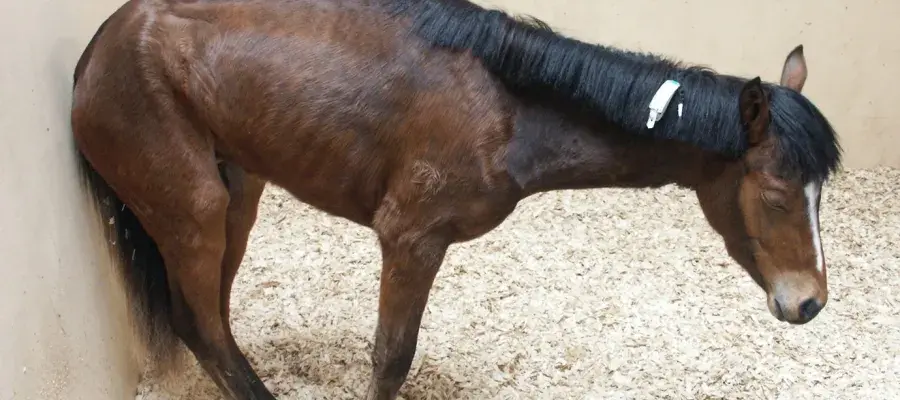 A pony affected by equine grass sickness leans its hind quarters on a wall. It shows muscle wastage and has its eyes closed
