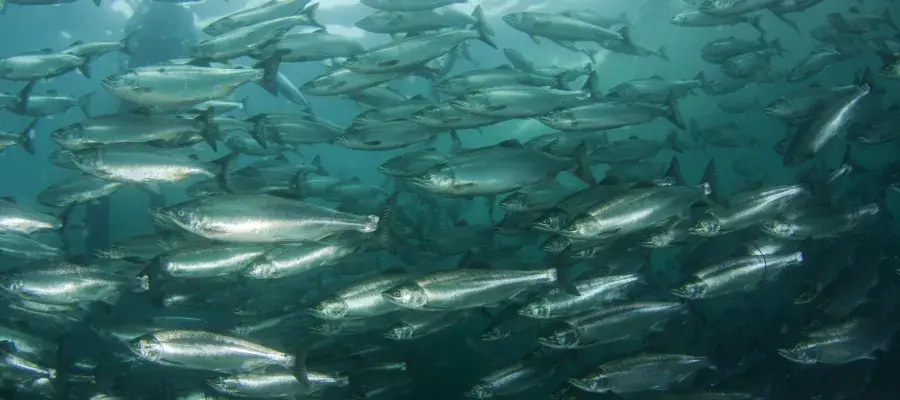 A large flock of salmon swims in deep water