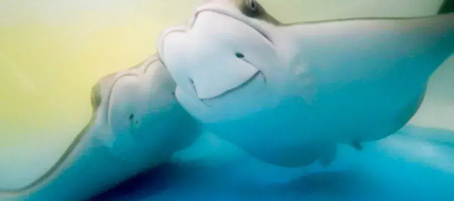 Two cownose rays