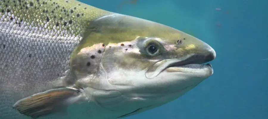 A close up of the head of an Atlantic salmon in clear blue water.