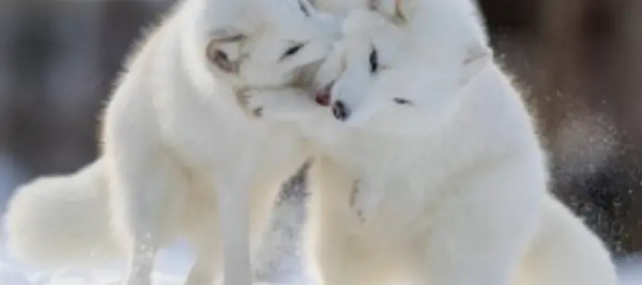Two arctic foxes playing in the snow