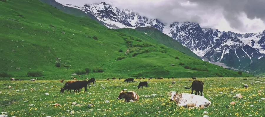 Cows in an upland pasture with mountains beyond