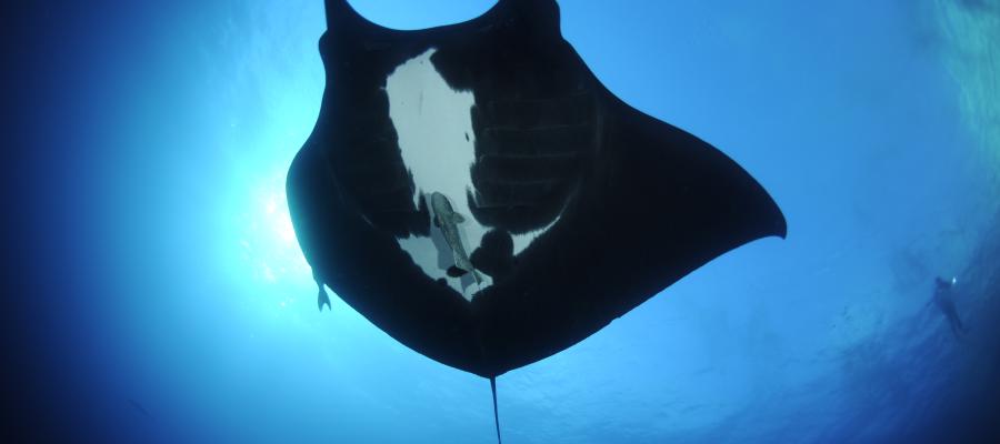 Oceanic Manta Ray