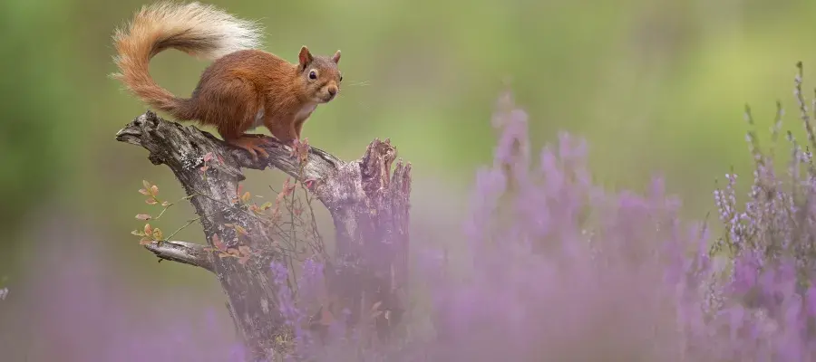 A red squirrel perches on a tree stump with heather in the foreground