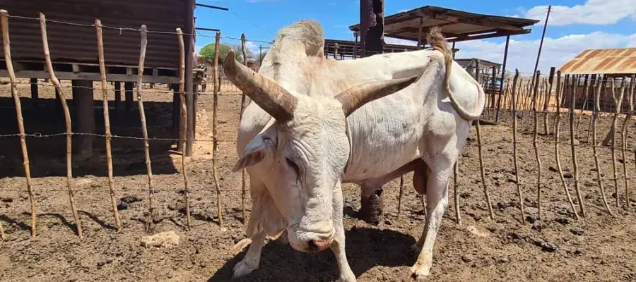 A Singida White bull stands against a wooden fence in a dry field.