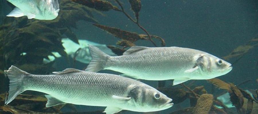 Two European sea bass swimming