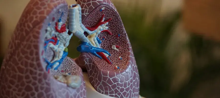 medical model of lungs
