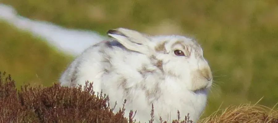 Picture of a Hare