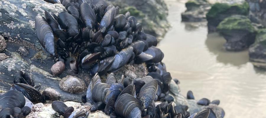 Wild mussels attached to rocks on a sandy beach
