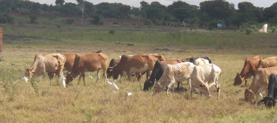 Cattle graze in a field in Malawi.