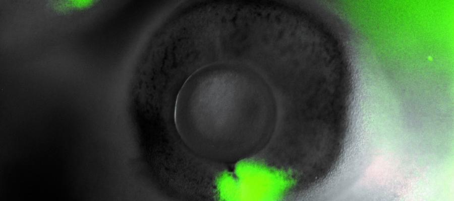 Fluorescent cells are seen glowing green in a microscopic image of the developing chicken eye.