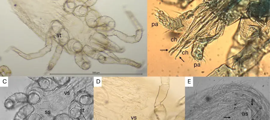 Tropical mite O. bacoti observed under a microscope