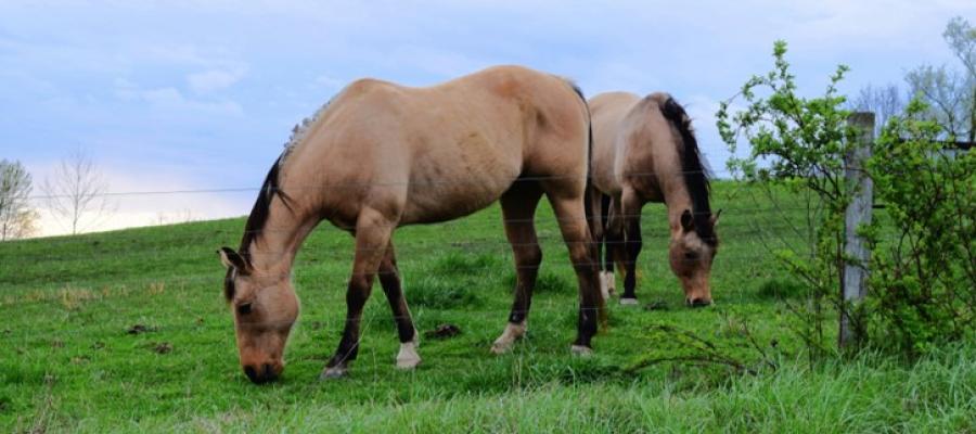 image of chestnut horse grazing in a field