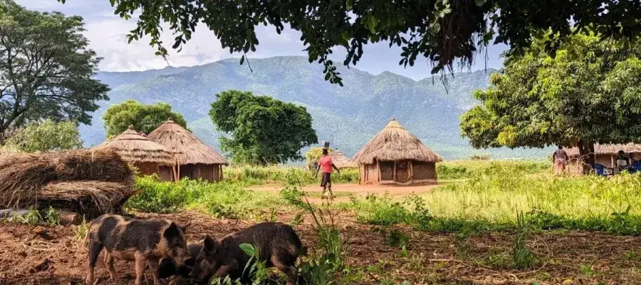 Pigs in Ugandan village, a woman can be seen walking in the background
