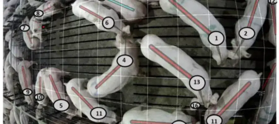 Image of pigs numbered, as seen by the AI camera used in the study. Lines show each pig's sitting or standing position.