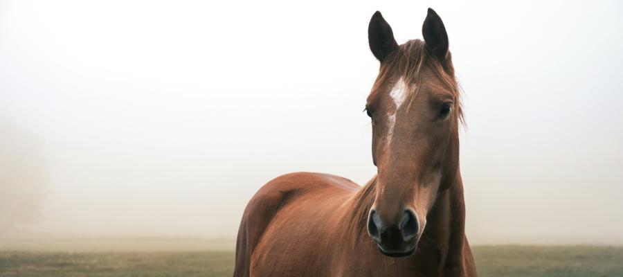 pic of the top of a chestnut horse with a white blaze on its nose 