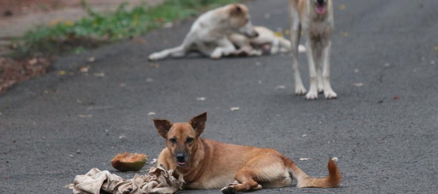 stray dogs