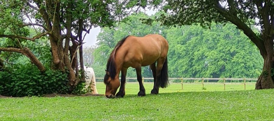 image of chestnut horse grazing green grass in a field