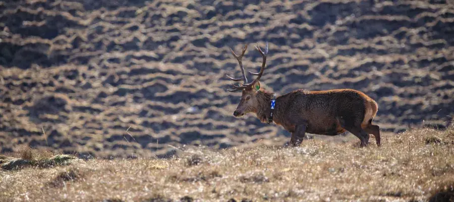 Collared stag in the Highlands
