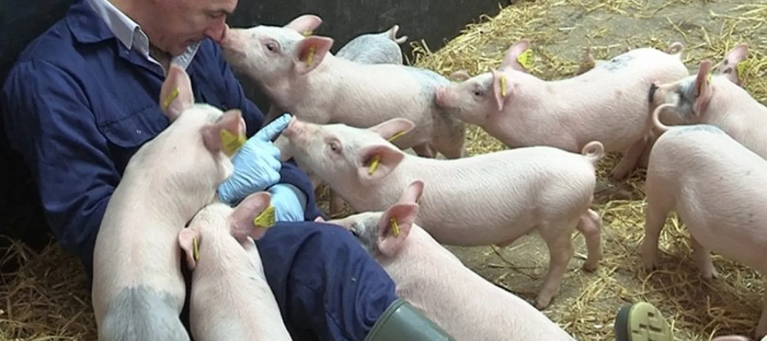 A man on the floor of a barn, surrounded by excited piglets