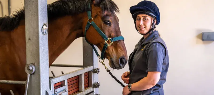 A horse with a person 