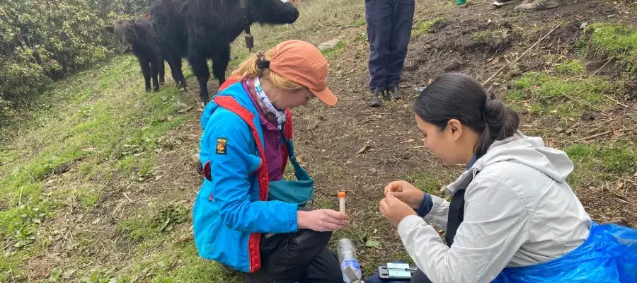 Scientists collect milk samples from yaks in Nepal