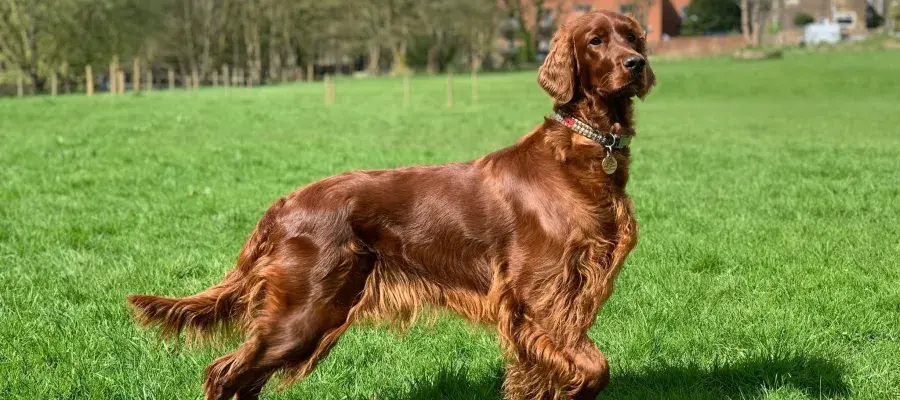 A red setter dog in a field
