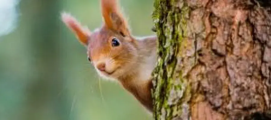 red squirrel