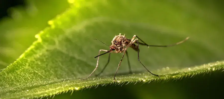 Mosquito on a leaf