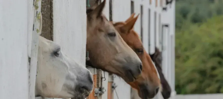 horse horses looking over stable doors