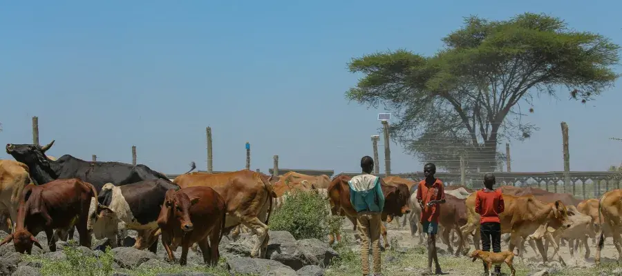 A group of cows and three children in Kenya