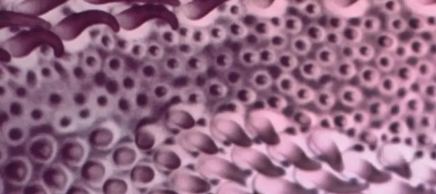 Headon Lab