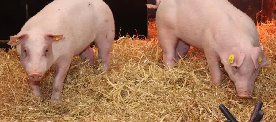 Two pigs in a pen, both facing the camera.