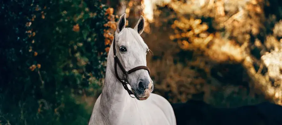 photo of grey horse standing in front of autumnal trees