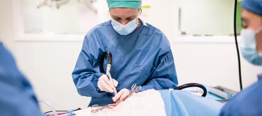 A female veterinary surgeon wearing blue scrubs and a facemask while operating on an animal