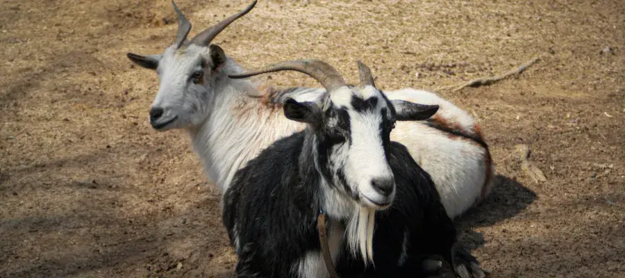Two goats lie on the ground in a dusty field.