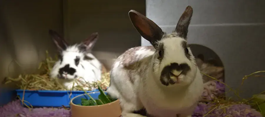 image of two rabbits relaxing in a kennel on a bed of straw
