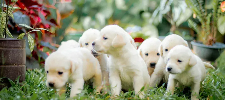 A litter of six yellow labrador puppies