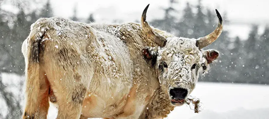 Chillingham wild cattle, pictured in the snow