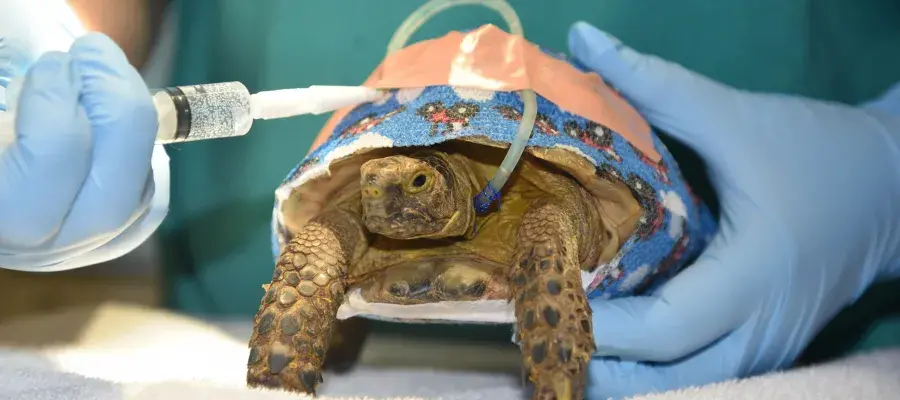 image of tortoise in hospital setting being held by someone wearing surgical gloves and receiving a liquid infusion